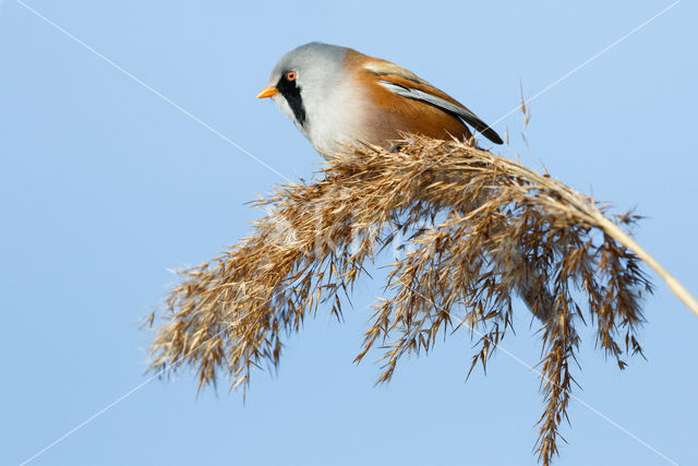 Bearded Reedling (Panurus biarmicus)