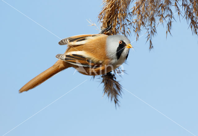 Bearded Reedling (Panurus biarmicus)