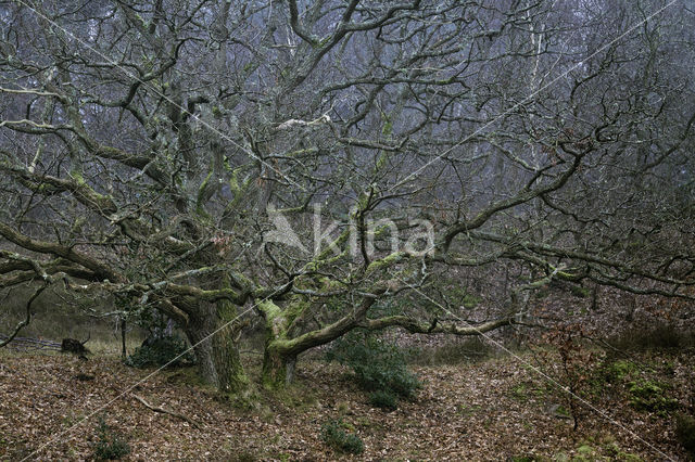 Zomereik (Quercus robur)