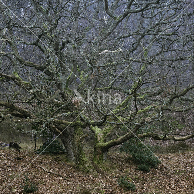 Common Oak