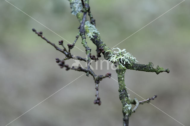 Eikenmos (Evernia prunastri)