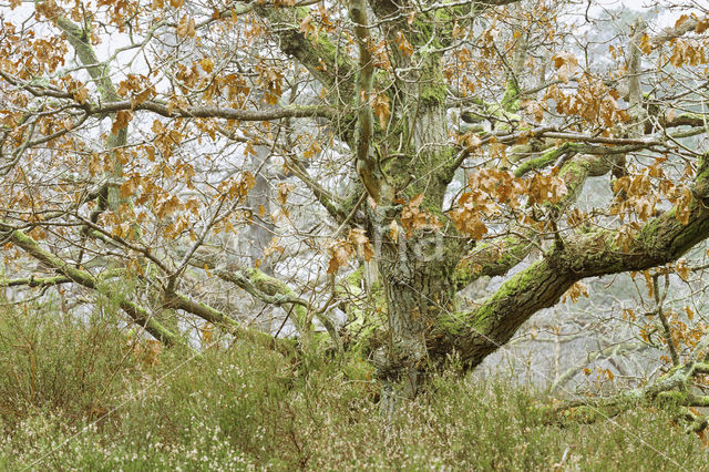 Common Oak