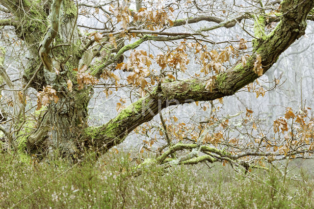 Zomereik (Quercus robur)