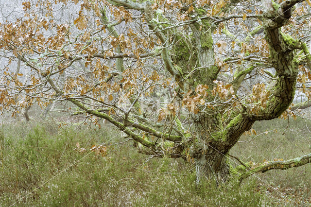 Common Oak