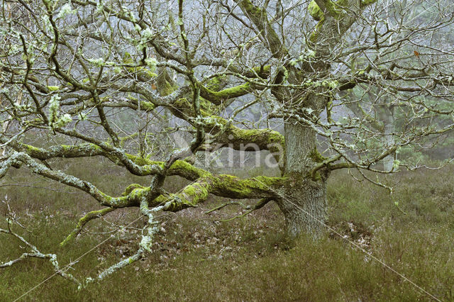 Zomereik (Quercus robur)