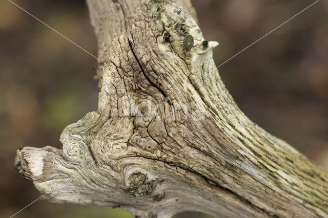 Zomereik (Quercus robur)