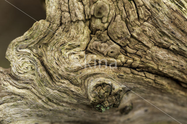 Zomereik (Quercus robur)