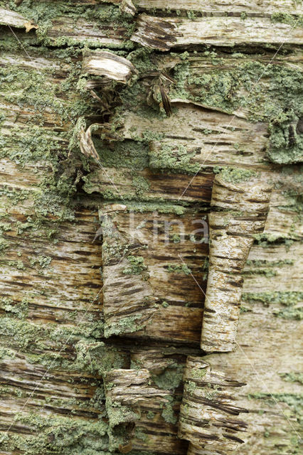 Birch (Betula)