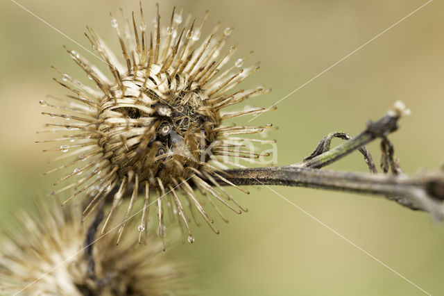 Grote klit (Arctium lappa)