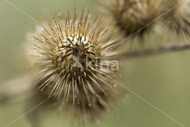 Grote klit (Arctium lappa)