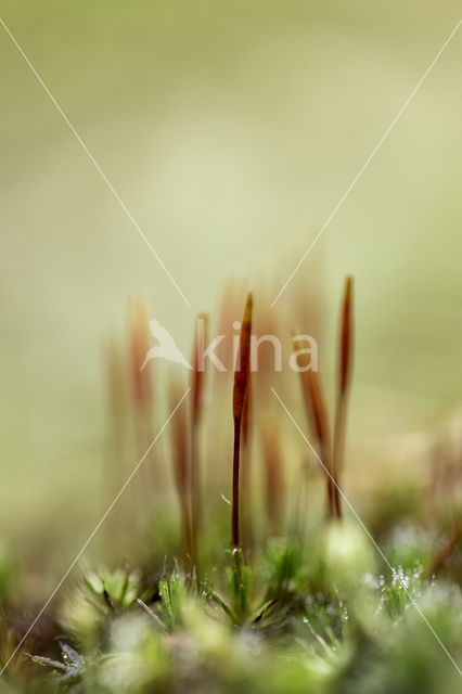 Bristly Haircap (Polytrichum piliferum)