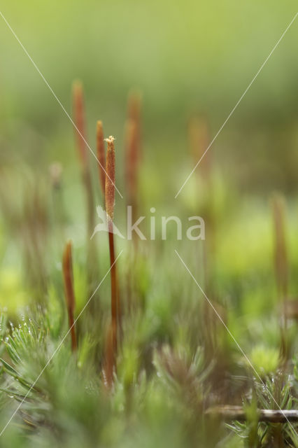 Bristly Haircap (Polytrichum piliferum)