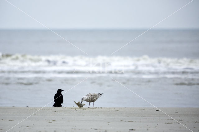 Zwarte Kraai (Corvus corone)