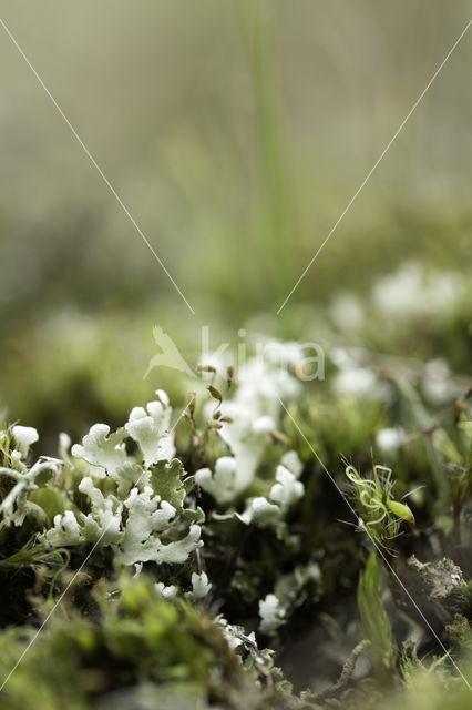 Cladonia foliacea