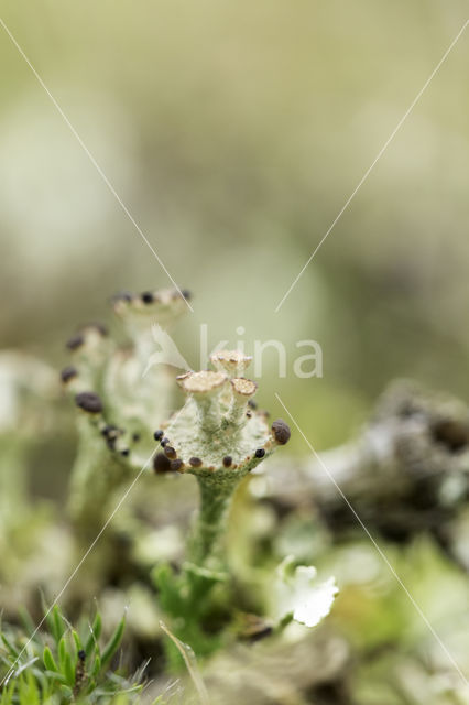 Gewoon stapelbekertje (Cladonia cervicornis)