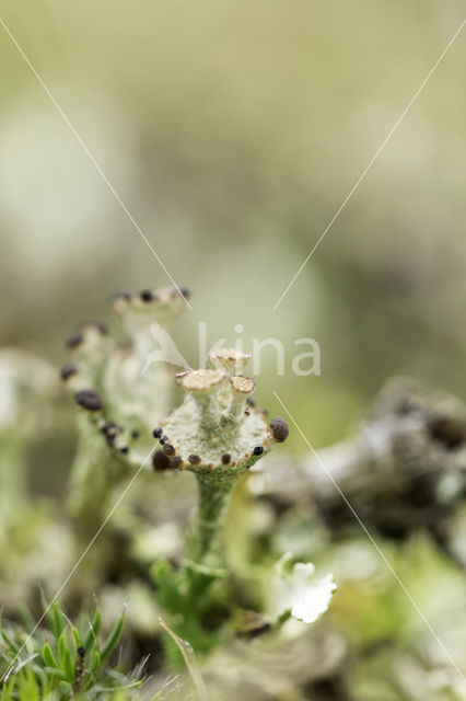 Ladder lichen (Cladonia cervicornis)