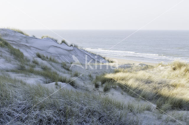 Marram (Ammophila arenaria)