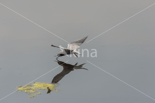 Black Tern (Chlidonias niger)