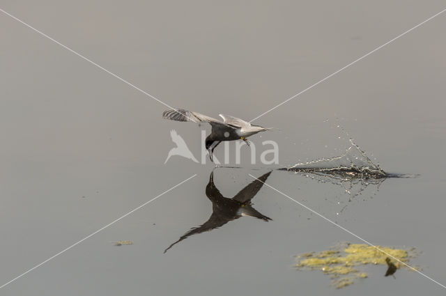 Black Tern (Chlidonias niger)