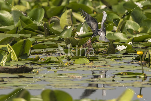 Zwarte Stern (Chlidonias niger)