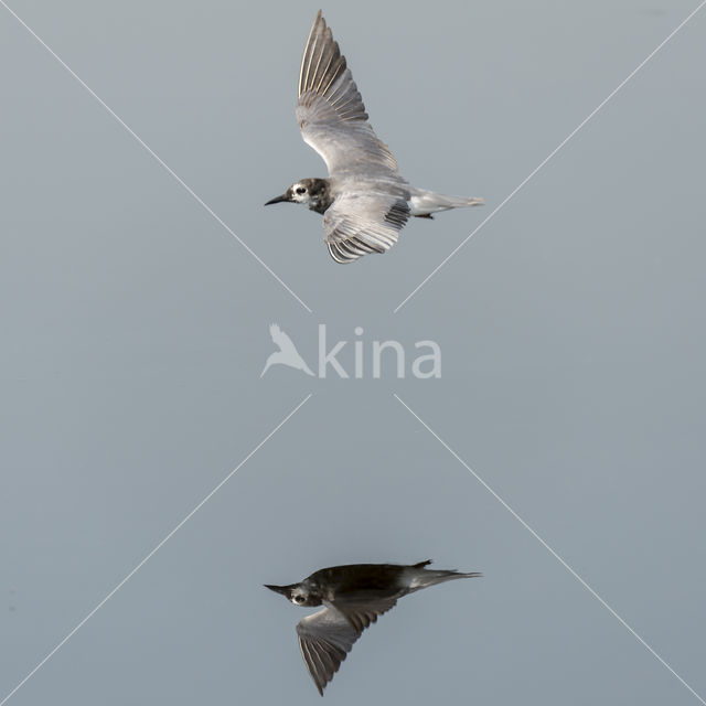 Black Tern (Chlidonias niger)