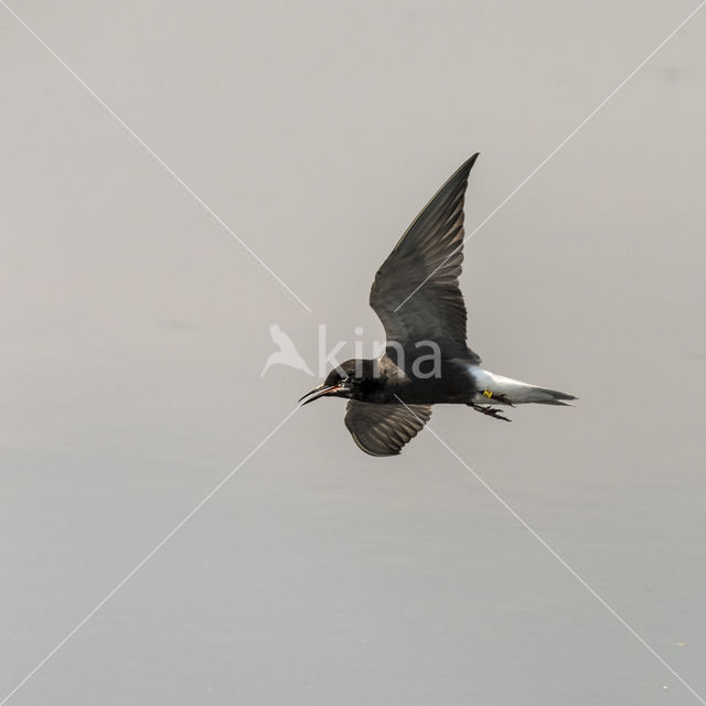 Black Tern (Chlidonias niger)