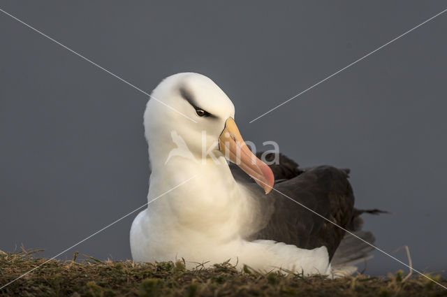 Black-browed Albatross (Thalassarche melanophrys)