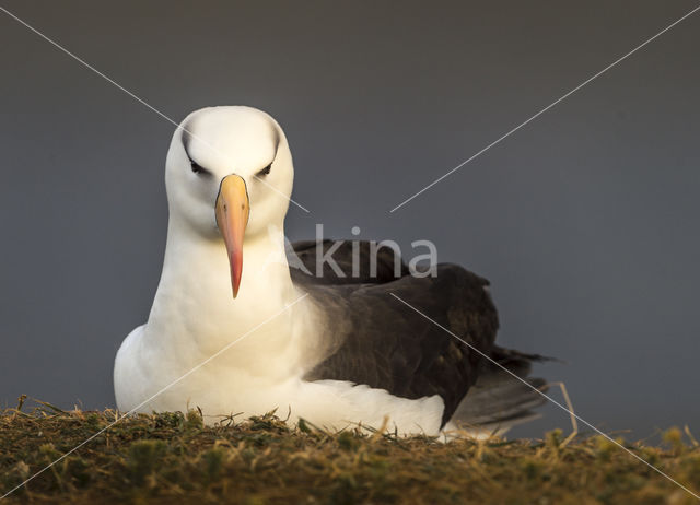 Black-browed Albatross (Thalassarche melanophrys)