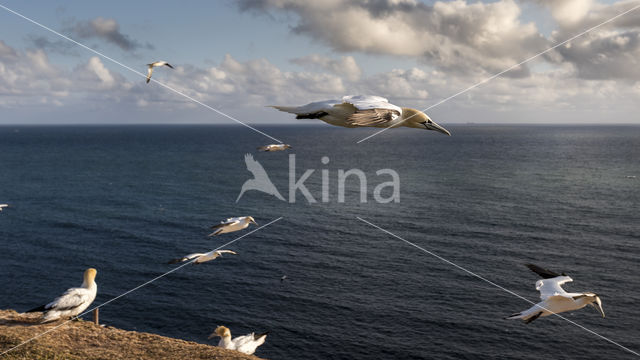 Northern Gannet (Morus bassanus)