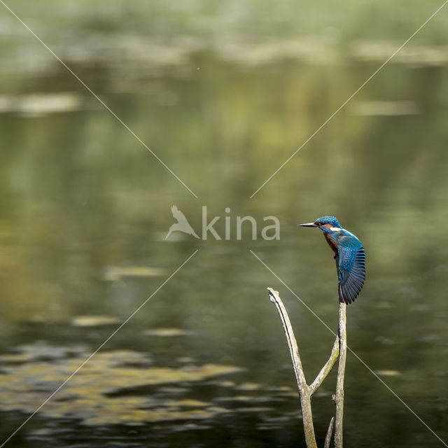 IJsvogel (Alcedo atthis)