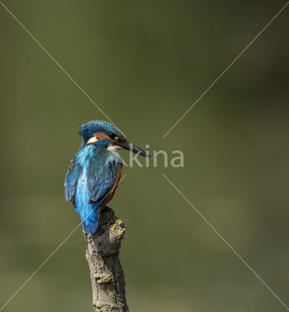 IJsvogel (Alcedo atthis)