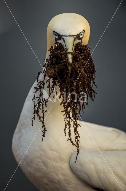 Northern Gannet (Morus bassanus)