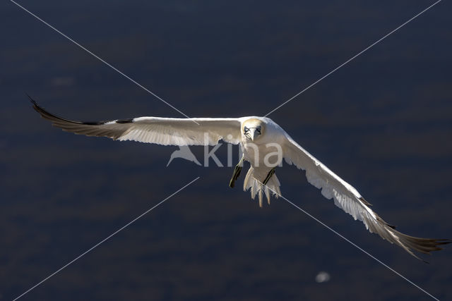 Northern Gannet (Morus bassanus)