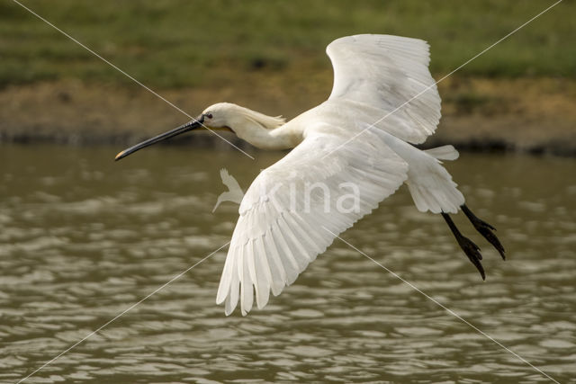 Eurasian Spoonbill (Platalea leucorodia)