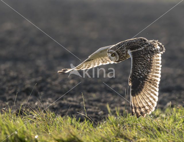 Short-eared Owl (Asio flammeus)