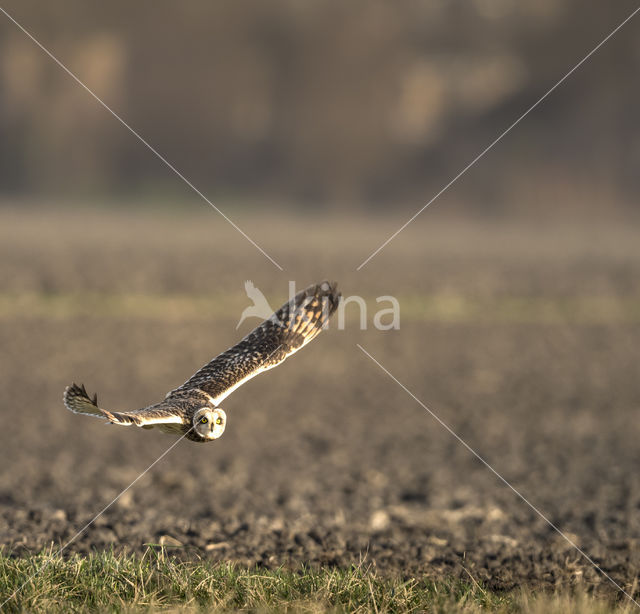 Short-eared Owl (Asio flammeus)