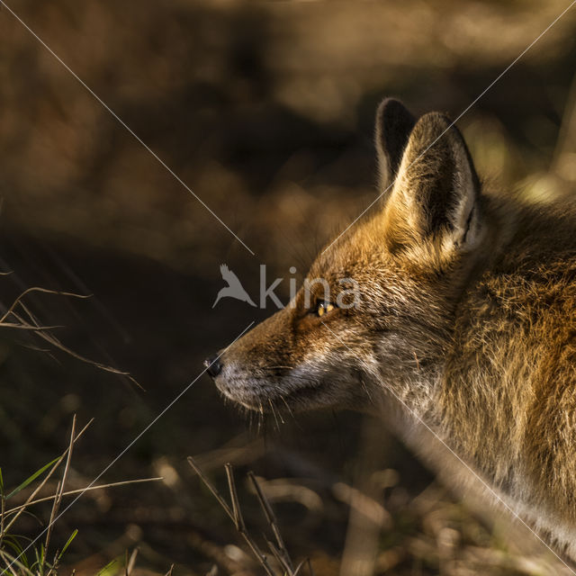 Fox (Vulpes vulpes)