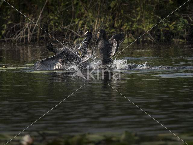 Common Coot (Fulica atra)