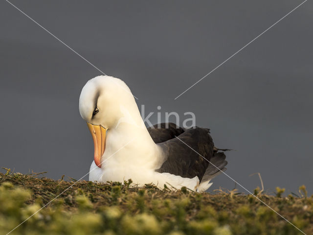 Black-browed Albatross (Thalassarche melanophrys)