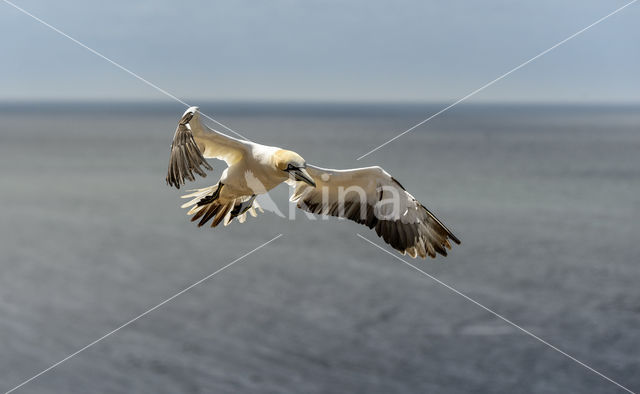 Northern Gannet (Morus bassanus)