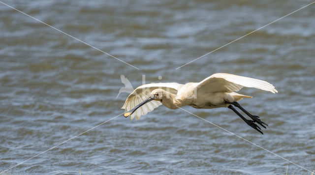 Lepelaar (Platalea leucorodia)