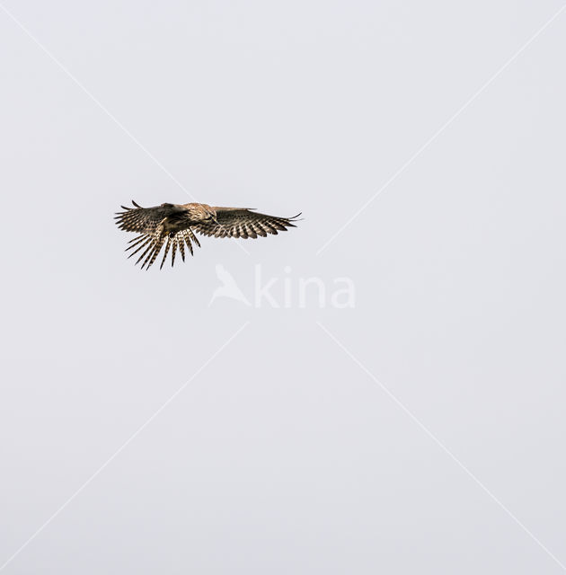 Lesser kestrel (Falco naumanni)