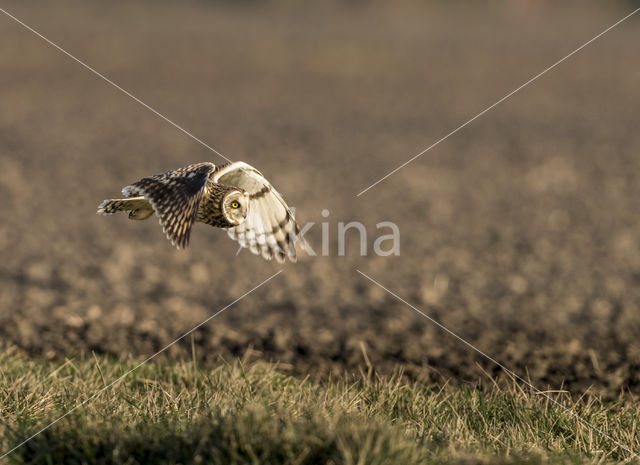 Short-eared Owl (Asio flammeus)