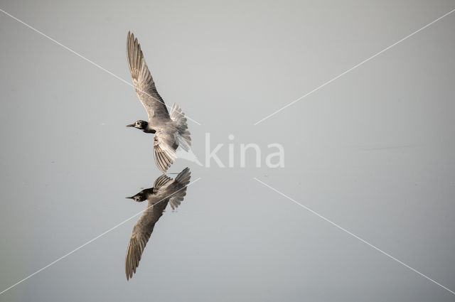 Black Tern (Chlidonias niger)