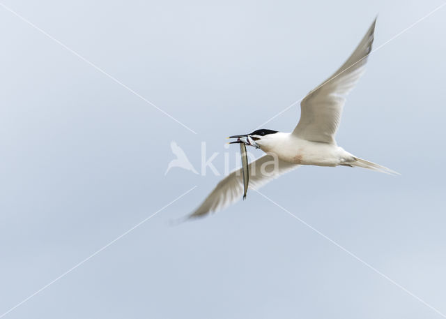 Sandwich Tern (Sterna sandvicencis)