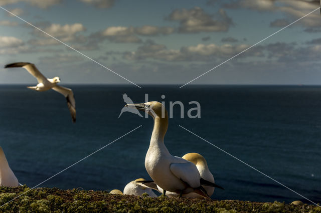 Northern Gannet (Morus bassanus)