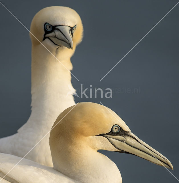 Northern Gannet (Morus bassanus)