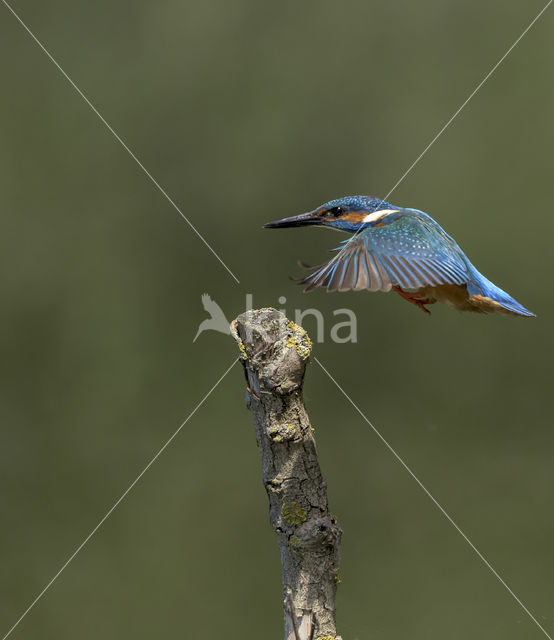 IJsvogel (Alcedo atthis)