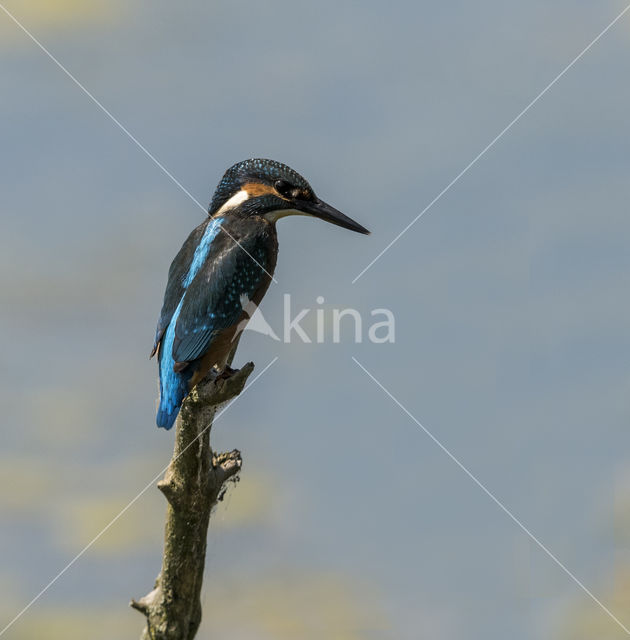 IJsvogel (Alcedo atthis)