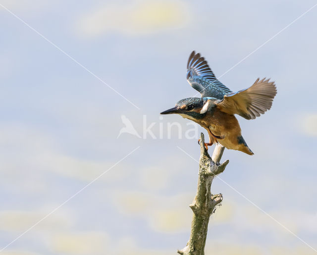 Kingfisher (Alcedo atthis)